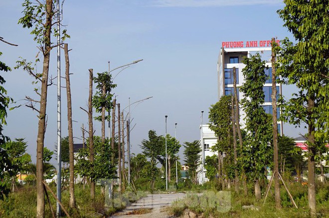 Hàng loạt cây xanh chết khô trên đường nghìn tỷ ở Hà Nội - Ảnh 13.