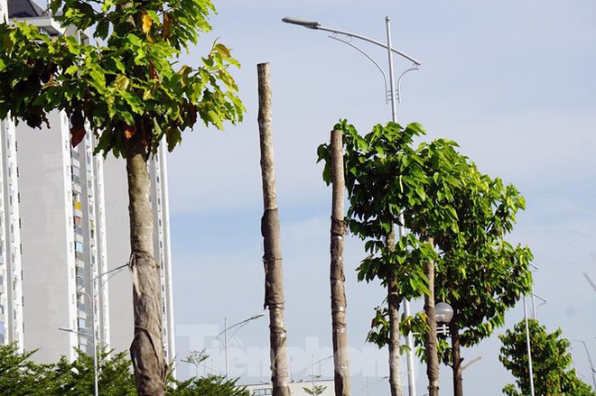 Hàng loạt cây xanh chết khô trên đường nghìn tỷ ở Hà Nội - Ảnh 10.