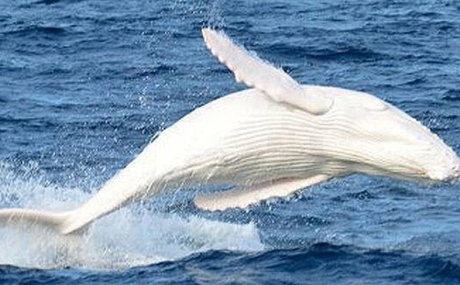 Phát hiện cá voi lưng gù trắng như tuyết hiếm hoi ngoài khơi Australia