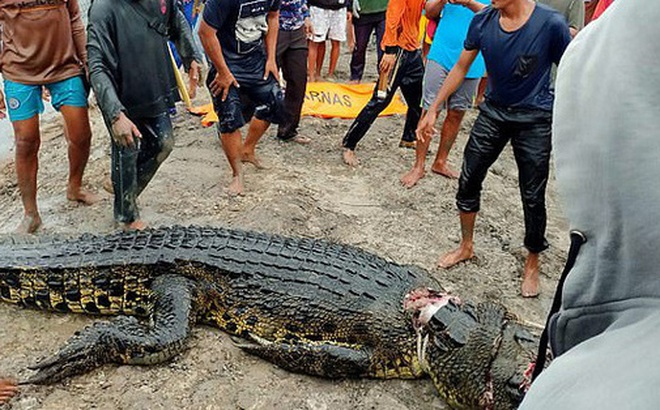 Mổ bụng cá sấu khổng lồ dài gần 6m, dân làng phát hoảng khi nhìn thấy cảnh tượng bên trong