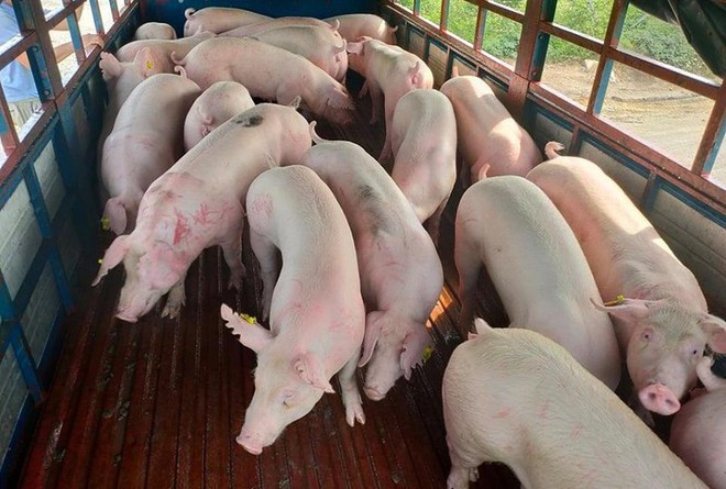 Nhập khẩu 500 lợn sống từ Thái Lan: Giá lợn hơi về Việt Nam là 70.000đ/kg - Ảnh 1.