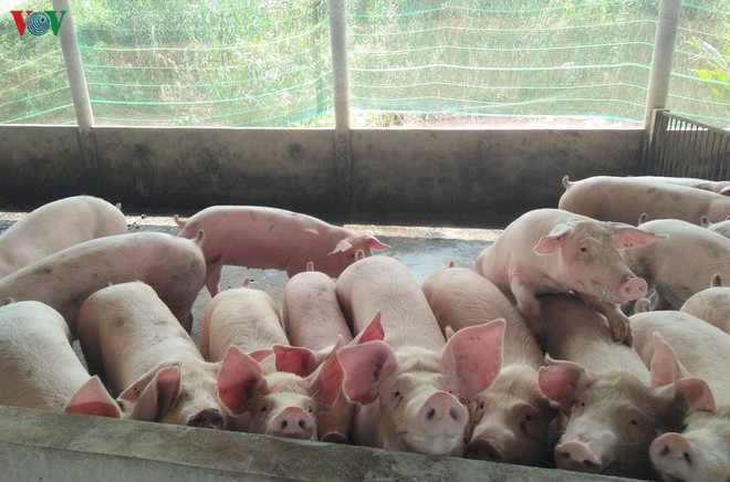 Nhập khẩu 500 lợn sống từ Thái Lan: Giá lợn hơi về Việt Nam là 70.000đ/kg - Ảnh 2.