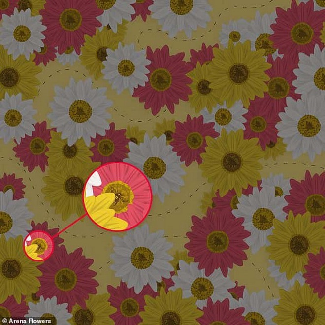 Thách thức thị giác: Tìm kiếm con ong nhỏ xíu trong đám hoa rực rỡ sắc màu - Ảnh 2.