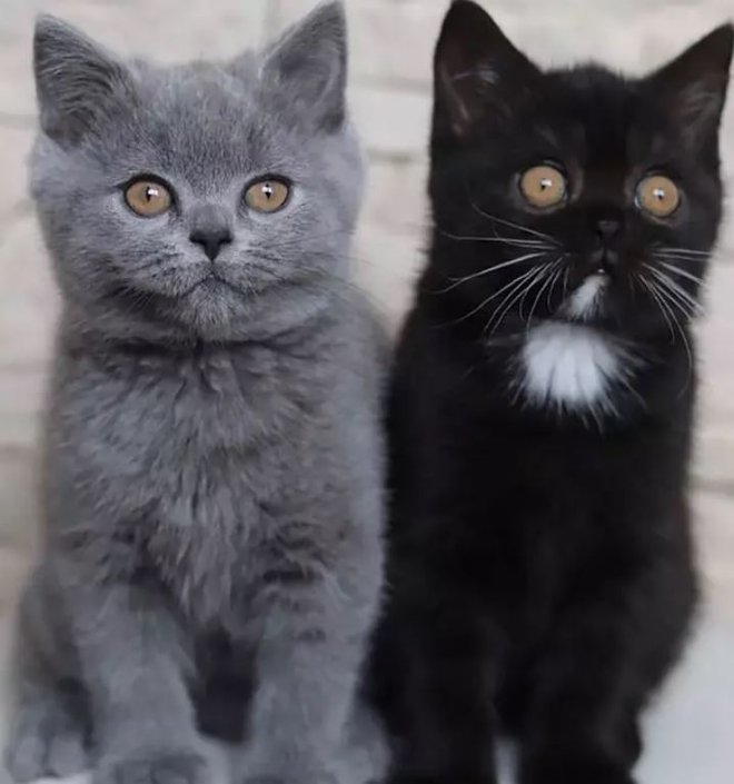 Hậu duệ của chú mèo mặt hai màu nổi tiếng khắp thế giới gây bão mạng - Ảnh 2.