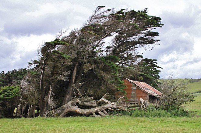 Vùng đất ở New Zealand nổi tiếng sở hữu loạt cây nghiêng ngả hình thù lạ kỳ - Ảnh 4.