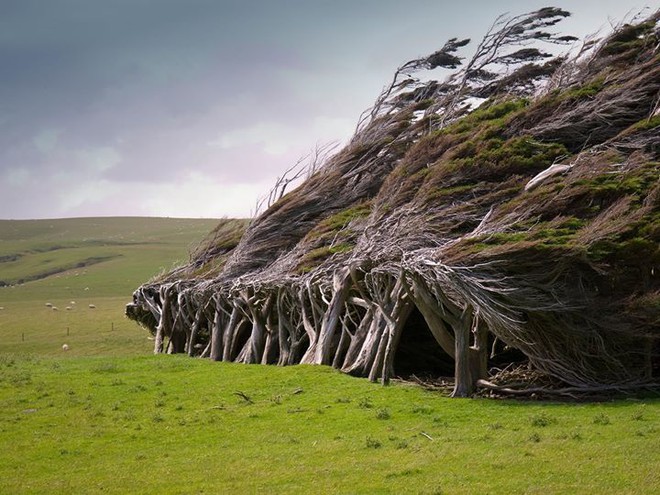 Vùng đất ở New Zealand nổi tiếng sở hữu loạt cây nghiêng ngả hình thù lạ kỳ - Ảnh 5.