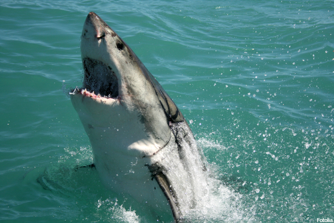 5 kỷ lục thế giới về độ khủng của cá mập sát thủ đại dương - Ảnh 4.