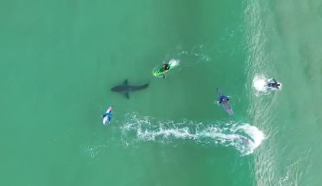 Kinh hoàng khoảnh khắc lướt sóng cùng cá mập trắng - Ảnh 2.