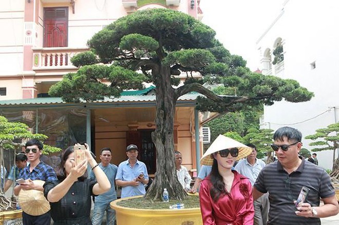 Cây duyên tùng hơn 300 tuổi ở Phú Thọ, đại gia trả 1 triệu USD vẫn không bán - Ảnh 1.
