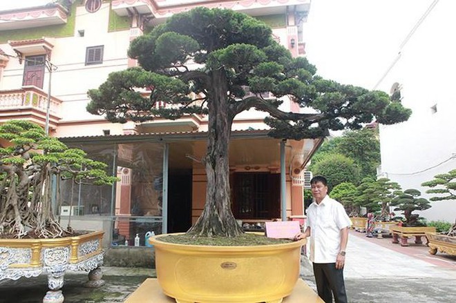 Cây duyên tùng hơn 300 tuổi ở Phú Thọ, đại gia trả 1 triệu USD vẫn không bán - Ảnh 2.