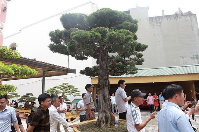 Cây duyên tùng hơn 300 tuổi ở Phú Thọ, đại gia trả 1 triệu USD vẫn không bán - Ảnh 11.