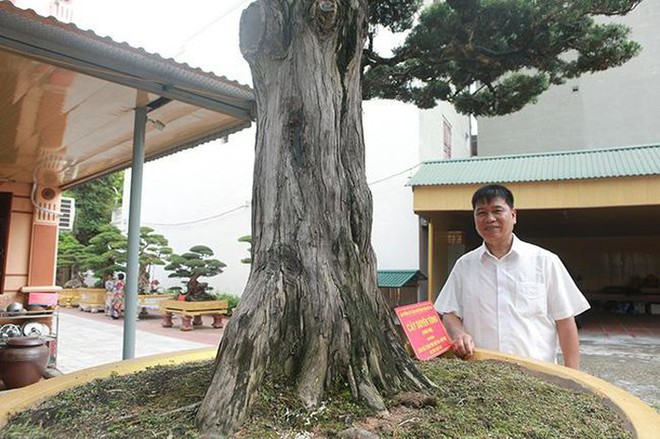 Cây duyên tùng hơn 300 tuổi ở Phú Thọ, đại gia trả 1 triệu USD vẫn không bán - Ảnh 3.