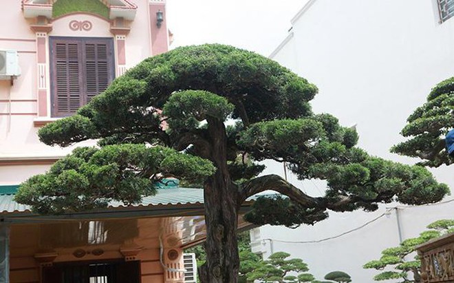 Cây duyên tùng hơn 300 tuổi ở Phú Thọ, đại gia trả 1 triệu USD vẫn không bán - Ảnh 4.