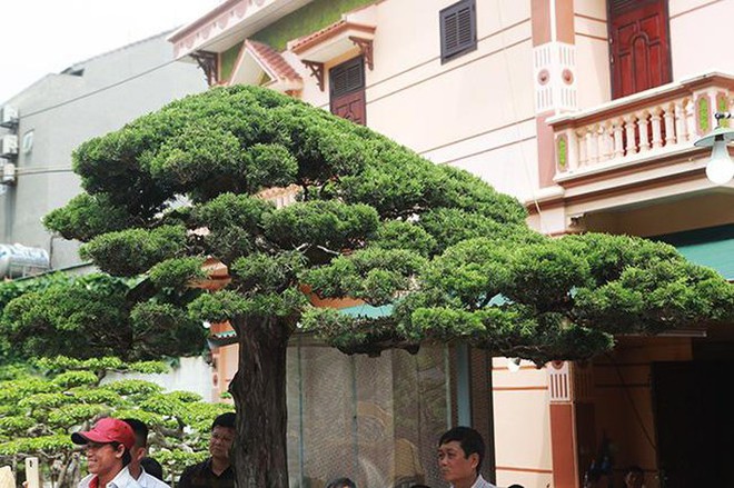 Cây duyên tùng hơn 300 tuổi ở Phú Thọ, đại gia trả 1 triệu USD vẫn không bán - Ảnh 8.