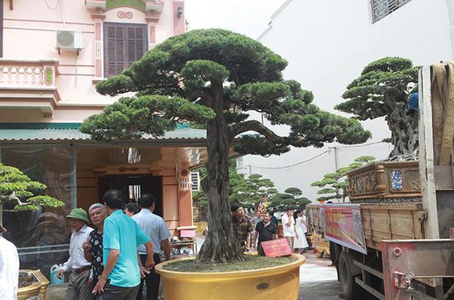 Cây duyên tùng hơn 300 tuổi ở Phú Thọ, đại gia trả 1 triệu USD vẫn không bán - Ảnh 9.