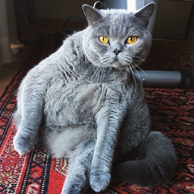 Cảm động câu chuyện mèo béo xiên vẹo nổi tiếng khắp mạng xã hội - Ảnh 1.