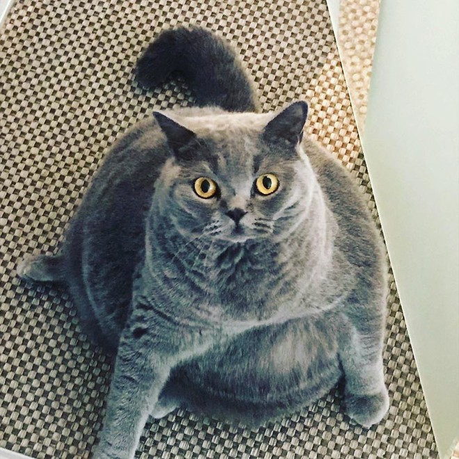 Cảm động câu chuyện mèo béo xiên vẹo nổi tiếng khắp mạng xã hội - Ảnh 4.