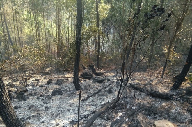 Dập tắt vụ cháy rừng thông kéo dài 2 ngày, lan qua nhiều xã ở Nghệ An - Ảnh 13.