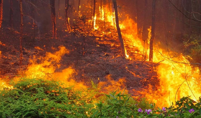 Dập tắt vụ cháy rừng thông kéo dài 2 ngày, lan qua nhiều xã ở Nghệ An - Ảnh 6.