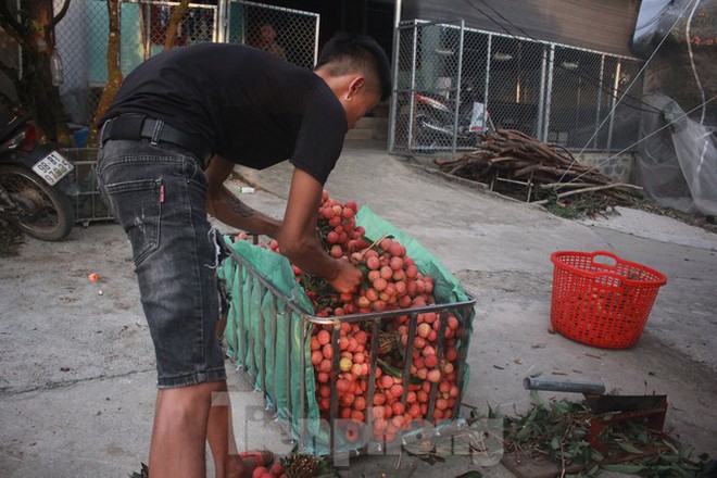 Vải thiều vào chính vụ, nông dân thu hoạch thâu đêm - Ảnh 5.