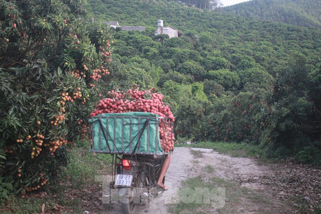 Vải thiều vào chính vụ, nông dân thu hoạch thâu đêm - Ảnh 6.