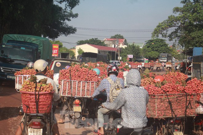 Vải thiều vào chính vụ, nông dân thu hoạch thâu đêm - Ảnh 8.