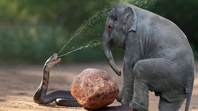 Điều gì xảy ra nếu một con voi đụng độ rắn hổ mang chúa, kẻ nào sẽ thắng? - Ảnh 1.