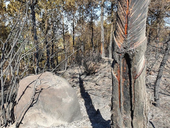 Cảnh hoang tàn ở cánh rừng thông già sau nhiều đợt cháy hoành hành những ngày qua - Ảnh 12.