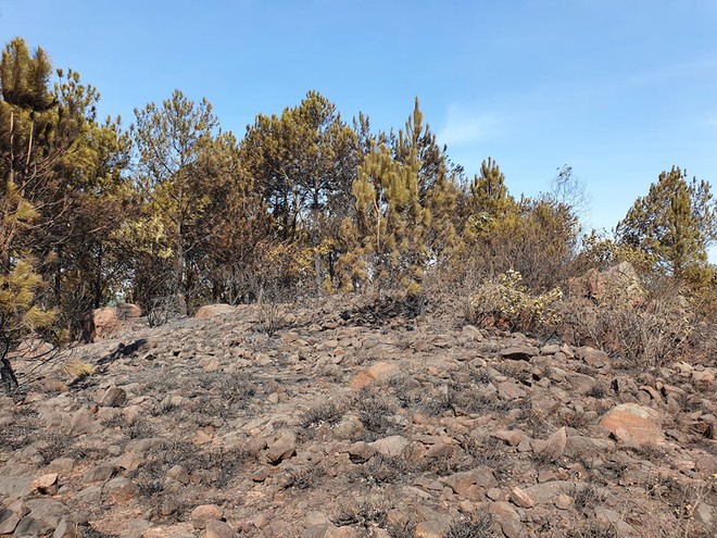 Cảnh hoang tàn ở cánh rừng thông già sau nhiều đợt cháy hoành hành những ngày qua - Ảnh 10.