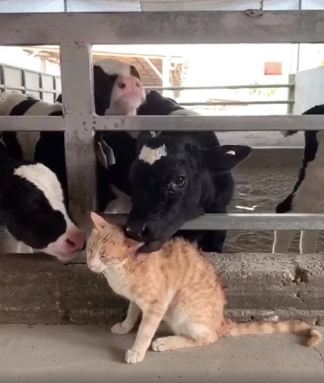 Lạc vào chuồng gia súc, mèo vàng bỗng đắc sủng, được các cô bò sữa tranh nhau âu yếm, biểu cảm hưởng thụ của mèo ta mới buồn cười - Ảnh 2.