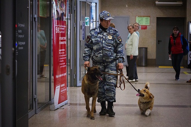 Sau 7 năm cống hiến thanh xuân cho ngành cảnh sát, cuối cùng soái cẩu nghiệp vụ Corgi duy nhất tại Nga đã nghỉ hưu khiến bao người tiếc nuối - Ảnh 4.