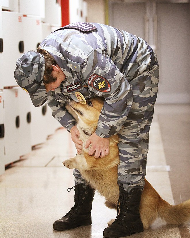 Sau 7 năm cống hiến thanh xuân cho ngành cảnh sát, cuối cùng soái cẩu nghiệp vụ Corgi duy nhất tại Nga đã nghỉ hưu khiến bao người tiếc nuối - Ảnh 5.