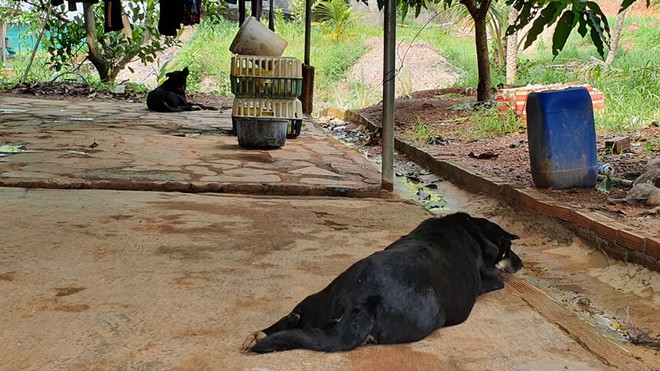 Tìm thấy dấu chân chó tại nơi 2 con báo đen nghi xuất hiện ở giáp ranh 3 xã tại tỉnh Đồng Nai - Ảnh 2.
