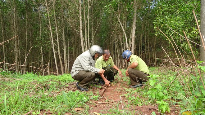 Tìm thấy dấu chân chó tại nơi 2 con báo đen nghi xuất hiện ở giáp ranh 3 xã tại tỉnh Đồng Nai - Ảnh 1.