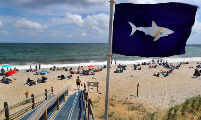 Bãi biển Mỹ phát hiện nhiều cá mập trắng trước kỳ nghỉ quốc khánh - Ảnh 1.