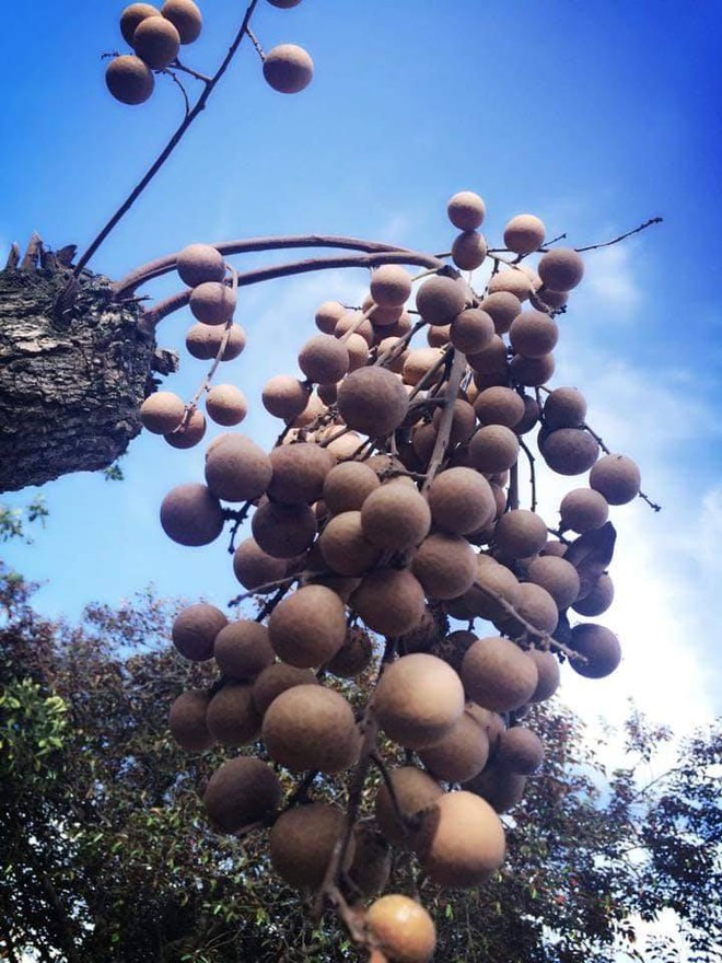 Cây nhãn không cành lá lại mọc ra một chùm quả sai trĩu gây tranh cãi - Ảnh 3.