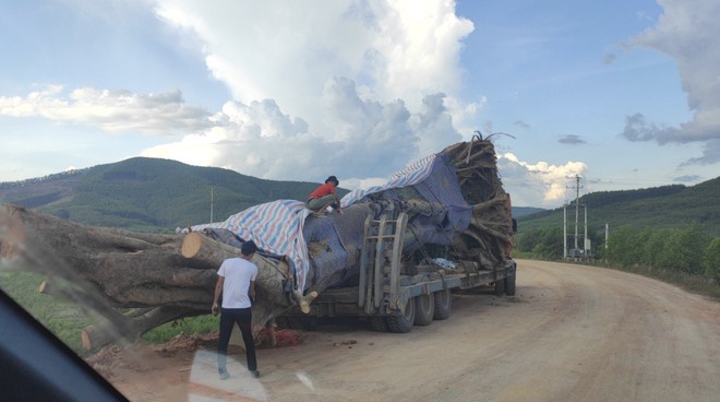 Xôn xao hình ảnh xe chở cây quái thú băng băng chạy trên đường ở Nghệ An - Ảnh 2.