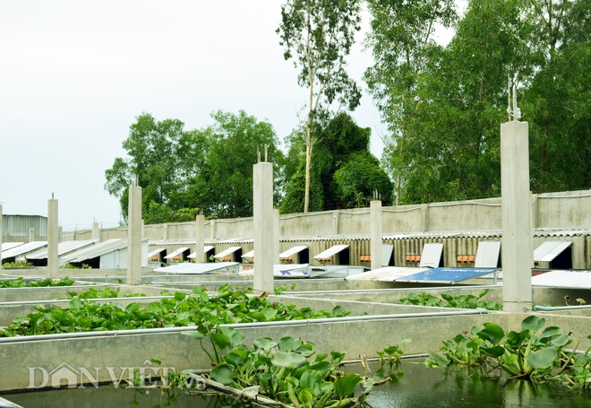 Bạc Liêu: Trang trại cua đinh trong bể kính hiện đại bậc nhất miền Tây, thu tiền tỷ mỗi năm - Ảnh 1.