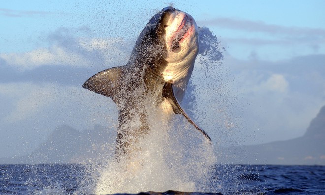 7 ngày qua ảnh: Cá mập khổng lồ lao khỏi mặt nước khi săn mồi - Ảnh 2.
