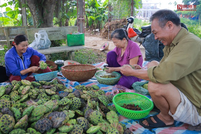 Người dân đầm mình trong bùn thu hoạch sen tại vựa sen lớn nhất miền Bắc - Ảnh 13.