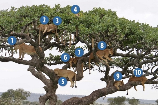 Thử tài tinh mắt: Đố bạn tìm ra đủ 10 con sư tử trên cây! - Ảnh 3.