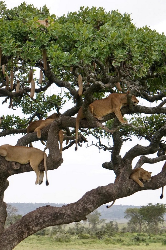 Thử tài tinh mắt: Đố bạn tìm ra đủ 10 con sư tử trên cây! - Ảnh 2.