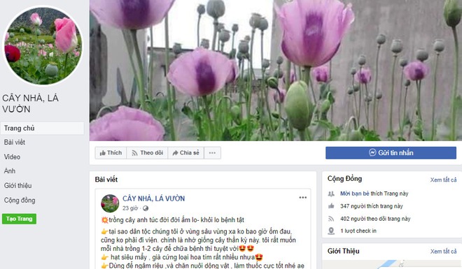 Sau mại dâm, Facebook cho quảng cáo cả giống cây anh túc ở Việt Nam  - Ảnh 1.