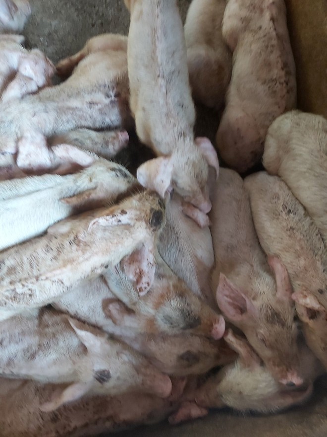 Lợn nuôi chết hàng loạt vì dịch tai xanh, nhiều chủ trang trại tố do công ty bán lợn giống - Ảnh 2.