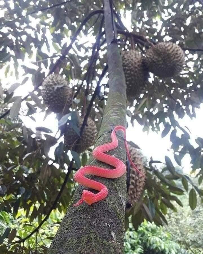 Sợ bị trộm sầu ri&ecirc;ng, chủ vườn c&oacute; c&aacute;ch bảo vệ khiến ai nấy đều kinh h&atilde;i - Ảnh 4.