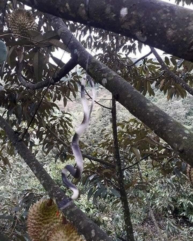 Sợ bị trộm sầu ri&ecirc;ng, chủ vườn c&oacute; c&aacute;ch bảo vệ khiến ai nấy đều kinh h&atilde;i - Ảnh 3.