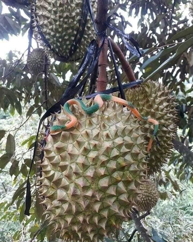 Sợ bị trộm sầu ri&ecirc;ng, chủ vườn c&oacute; c&aacute;ch bảo vệ khiến ai nấy đều kinh h&atilde;i - Ảnh 2.