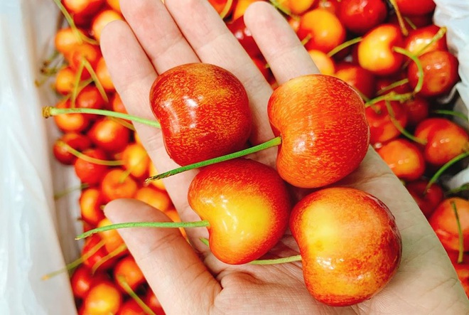 Từ đắt đỏ xuống bình dân, cherry Mỹ hàng Vip đang giảm giá sập sàn còn 299.000 đồng/kg - Ảnh 2.