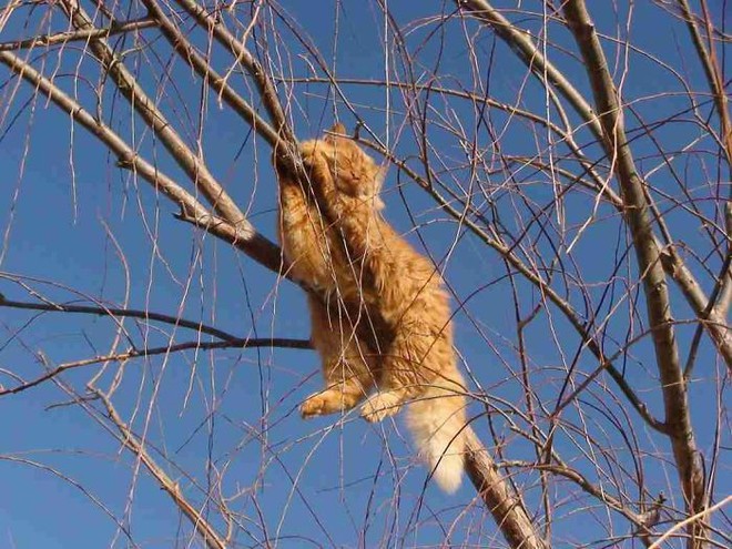 Vì sao mèo thích thể hiện khả năng... ngủ trên cây cao? - Ảnh 12.