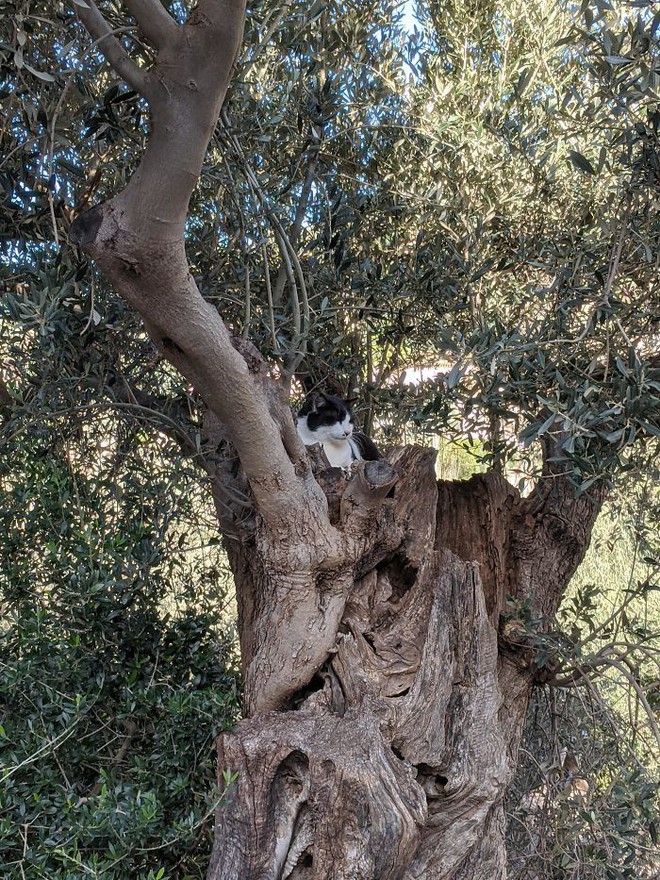 Vì sao mèo thích thể hiện khả năng... ngủ trên cây cao? - Ảnh 14.